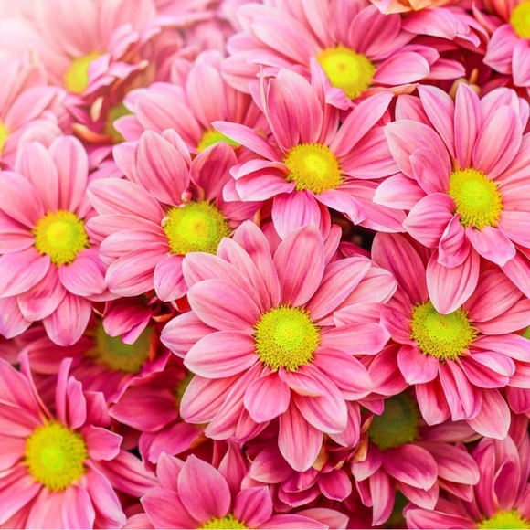 LOVES a good offer. FastShipper. ExtraGift. Happy Poshing! - Picture 2 of 5